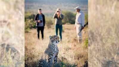 Samara reintroduced wild cheetahs to the Great Karoo in 2004 after 130 years. (Picture: Samara) A South African couple combined 11 former livestock farms into a 67,000-acre reserve, restored the land and brought cheetahs back to the Great Karoo after 130 years