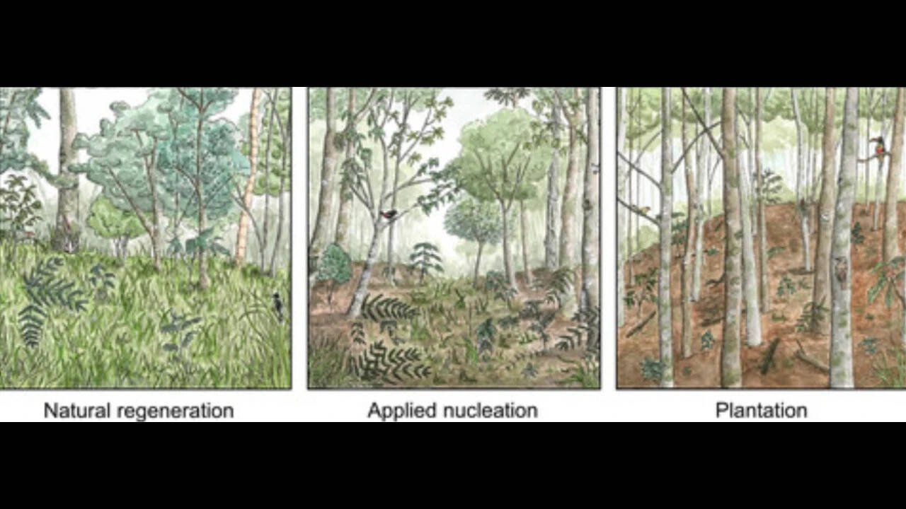 A comparision between natural, nucleation and plantation forests.