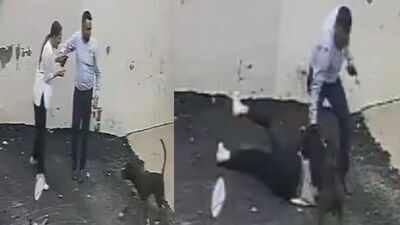 A couple sustained severe injuries after a pitbull attacked them while inspecting a house. Video: Pitbull mauls Patiala couple viewing rental home, woman suffers deep wounds