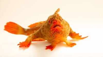 A critically endangered female red handfish, Thymichthys politus. (Photo: Joel Sartore) Meet the red handfish, the critically endangered 'walking' fish that became Photo Ark's 18,000th species