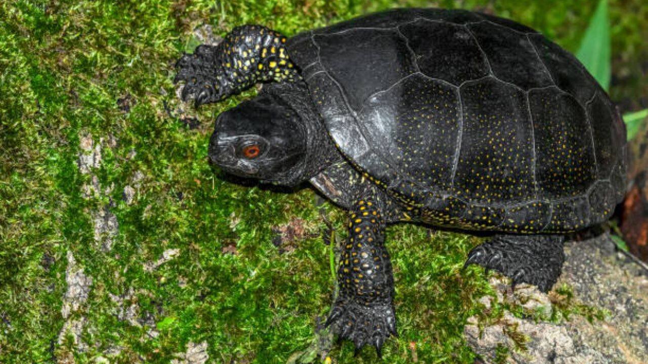 A group of slow turtles<br><br>