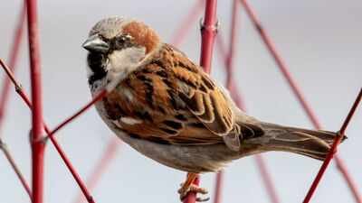 The Canterbury Acclimatisation Society liberated 40 sparrows in 1867. (Picture: Birds of the world) In 1867, Canterbury released 40 house sparrows to eat crop pests; within 15 years New Zealand was poisoning the birds and paying bounties after they began stripping grain crops