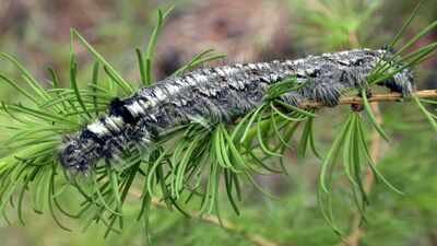 A moth outbreak has killed off forests across Siberia, now the flammable wood is causing wildfires that humans are unable to contain