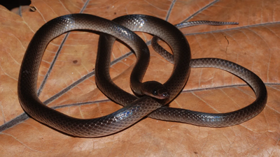 A new snake species discovered in the jungle has been named after Guns N’ Roses guitarist Slash (Image credit: Chris Austin via Field Museum) A new snake species discovered in the jungle has been named after Guns N’ Roses guitarist Slash; here’s why scientists chose the rock star’s name