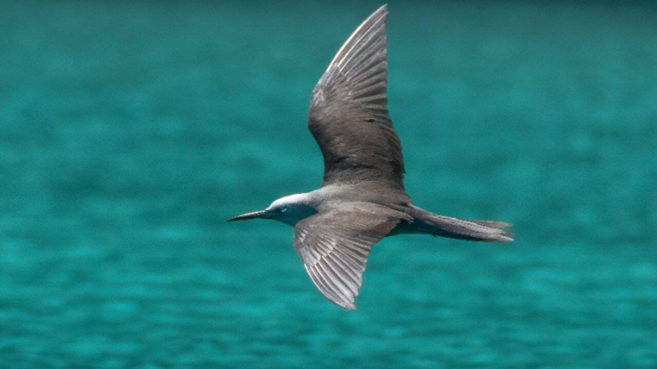 A Palau seabird