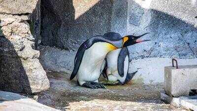 A royal arrival! Sir Nils Olav III and Connie are preparing to become parents after laying Edinburgh Zoo’s first king penguin egg in 17 years. (Photo: SWNS) Meet the world’s highest-ranking penguin Sir Nils Olav III, set to become a father after partner lays egg; Edinburgh Zoo welcomes first king penguin egg in 17 years