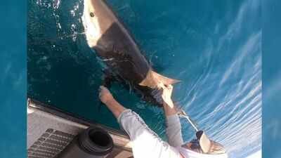Aaron Carlisle grasps a white shark alongside a boat off the coast of Delaware (Reuters photo) US scientists are tagging sharks with ocean sensors; every time they surface, data is sent by satellite to help forecast how strongly hurricanes may intensify