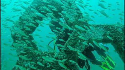 According to its official website, the museum was a collaboration between the Cultural Arts Alliance of Walton County and the South Walton Artificial Reef Association in 2018. In 2018, Florida opened America’s first permanent underwater sculpture garden 58 feet below the Gulf; it has grown into a living reef where more than 100 species have been documented