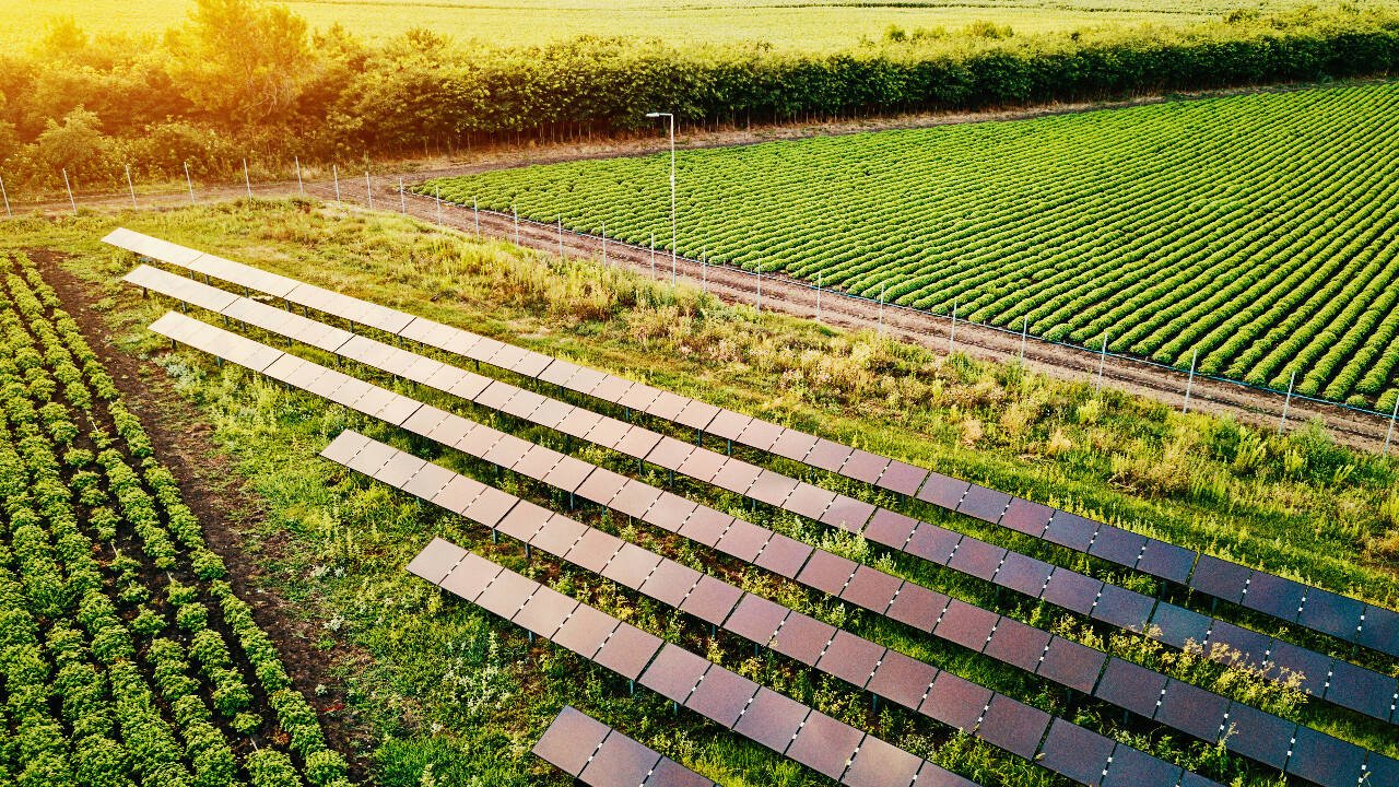 Agrologists watched the berry crop all through the growing season, comparing fruit grown under the panels to berries exposed to full sun.