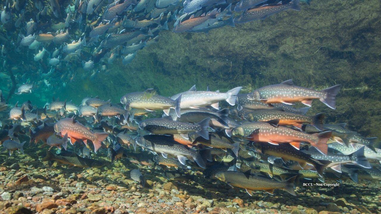 Alaska eliminates invasive pike and restocks lake with 6,836 Arctic char<br>