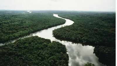 Tropical forests have been heavily degraded because of human activities. (Representational photo) In 2003, China planted small islands of native trees along a degraded river; 20 years later they held only 19–30% of an intact forest’s diversity and biomass