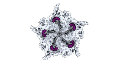 An atomic reconstruction of one of the bacteriophages designed by the Evo AI model. (Image credit: Samuel H. King et al.) Scientists use AI to create new viruses; bringing worries of the tech creating biological weapons, deadly poisons and unstoppable pandemics