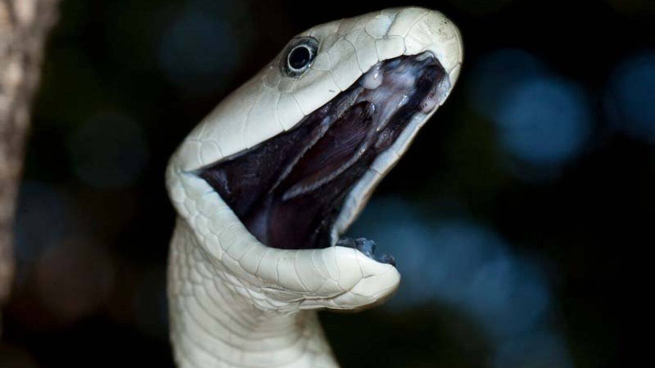 An introduction to Black mambas<br><br>