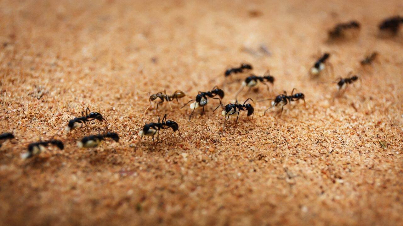 Ants navigating