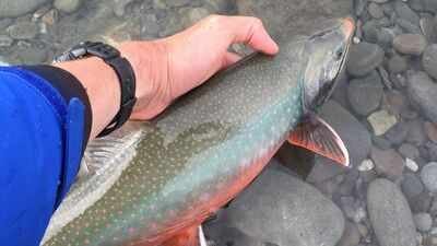 Representative image Alaska used rotenone to eliminate invasive pike from an entire lake; the pike vanished, and 6,836 Arctic char were later stocked to rebuild the native fishery