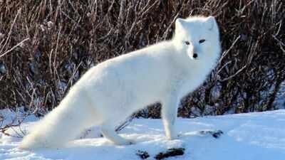 The foxes reduced seabird populations, which meant less nutrient-rich guano reached the islands. Fur traders introduced Arctic foxes across Alaska's Aleutian Islands to produce pelts; by killing seabirds, the foxes helped turn lush grasslands into tundra