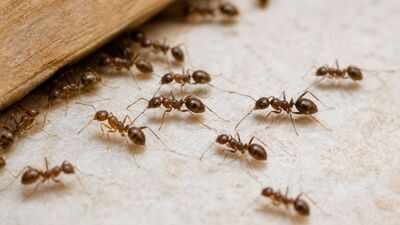 Argentine ants are invasive ants commonly found in homes and gardens in Southern California California scientists poisoned invasive Argentine ant colonies with two common baits; one sent workers roaming before death, the other made them stop searching for food and cluster near water