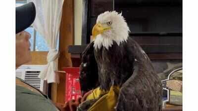 Bald Eagle Jackie (Image credit: Los Angeles County Parks San Dimas Raptor Rescue centre via AP) Bald Eagle, who nature lovers have been watching via an online livestream for over 10 years, dies; death comes weeks after fight with two other eagles