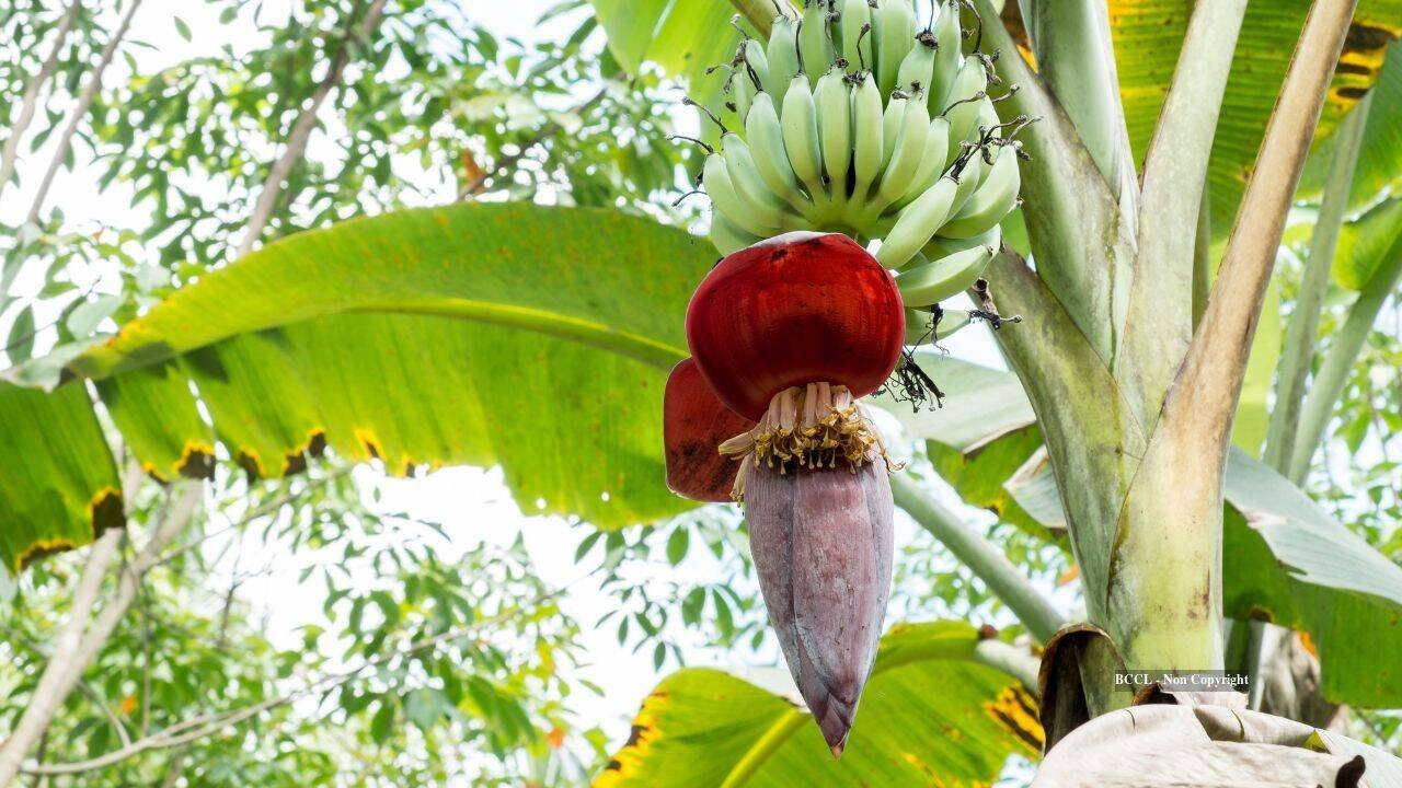 Banan fruit
