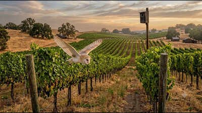 California vineyards installed more than 500 owl boxes; fields with more barn owls had up to 52% fewer rodents without using additional poison