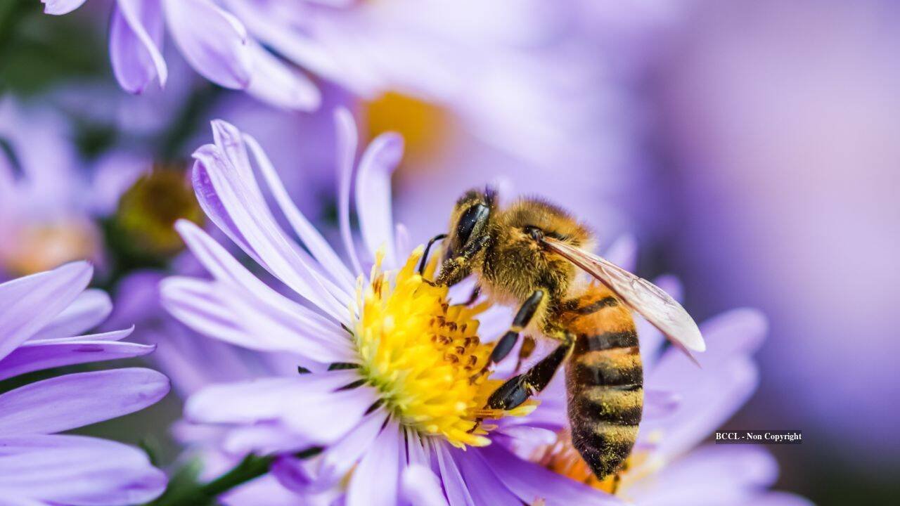Bee