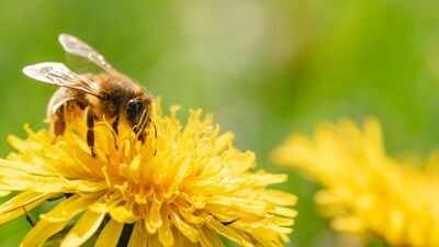 Representative image Why August can become a hungry month for honeybees, despite summer still being in full swing