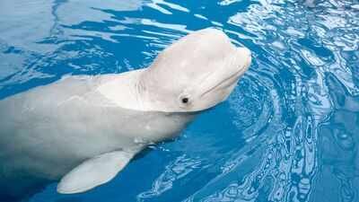 Beluga whale In 2001, scientists tested 4 beluga whales at a New York aquarium; 98 sessions later, it was found the Arctic whales may recognise themselves