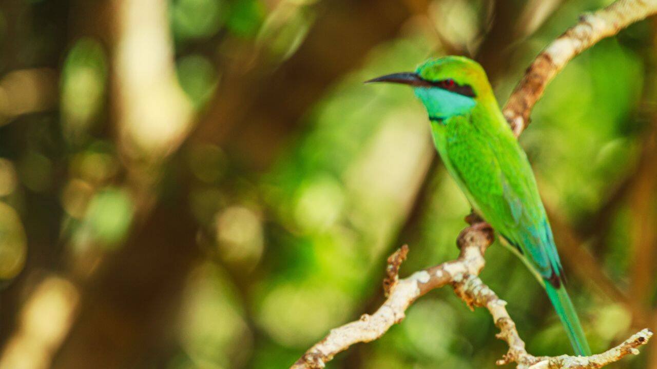 Birds are an important part of the Yala ecosystem