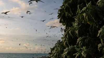 In 2024, Palau removed invasive rats from Ulong Island; one year later, fish biomass rose 183% and leaf nitrogen increased about 80% at one reef site