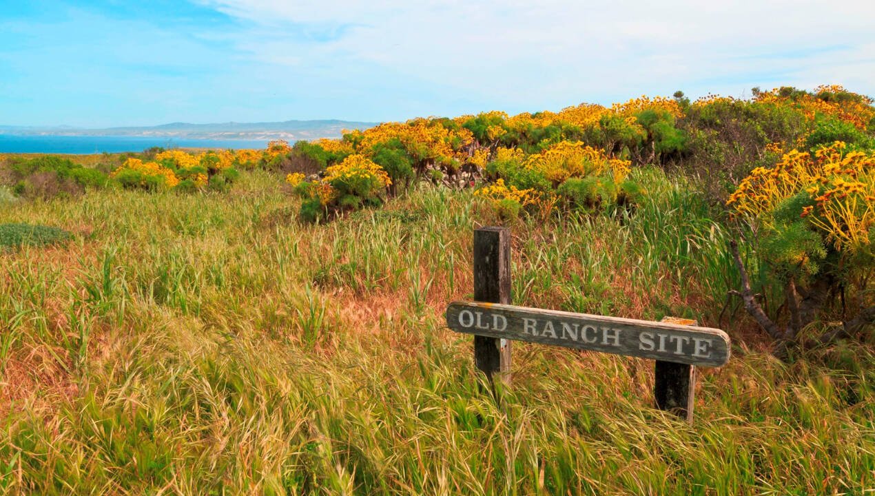 By mid-century, the environmental consequences of ranching were becoming increasingly difficult to ignore. The Navy took over the island for military purposes and sheep grazing was gradually restricted.