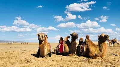 Camels in Gobi desert (Image Credit: Canva) When a mother camel rejects her newborn, Mongolian herders sing to reunite them; the centuries-old tradition is UNESCO-recognised