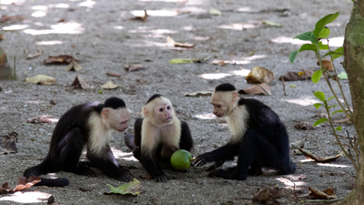 Capuchin monkeys (Representative Image/ Canva) Scientists watched wild capuchin monkeys for 45 months and recorded around 280 vertebrate-eating events; when fruit became scarce, the monkeys increasingly turned to lizards, snakes and other animals for food