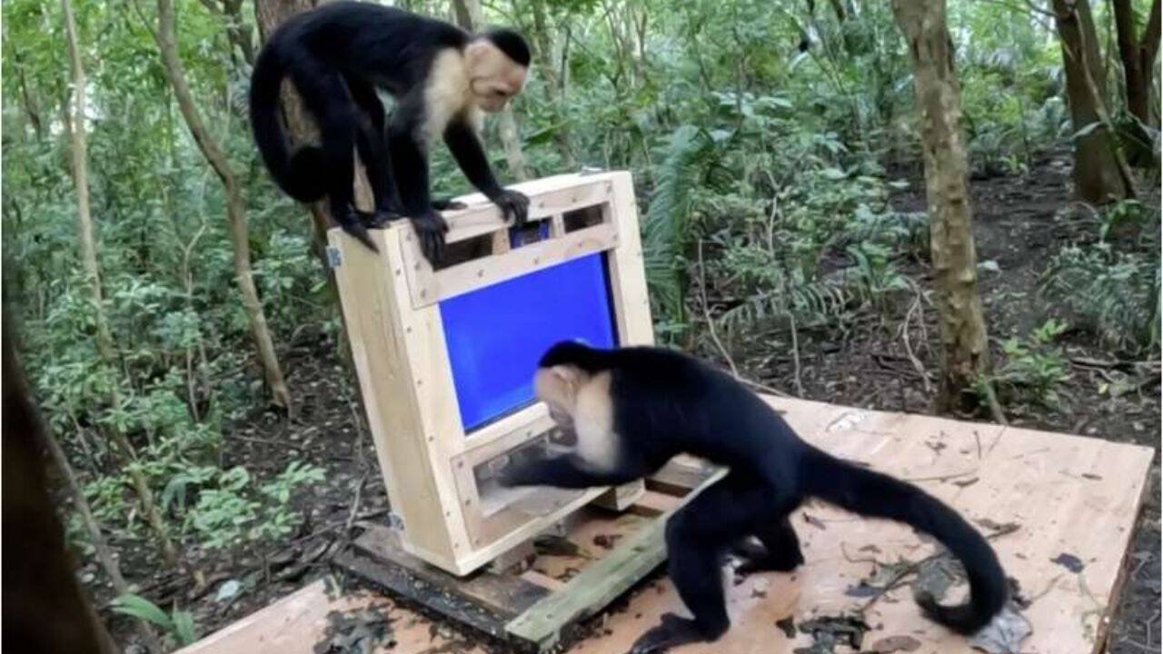 CapuchinAI