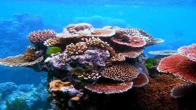 Georgia Tech researchers infected endangered Caribbean corals in a Florida laboratory; predatory bacteria halted disease progression in more than half the treated animals