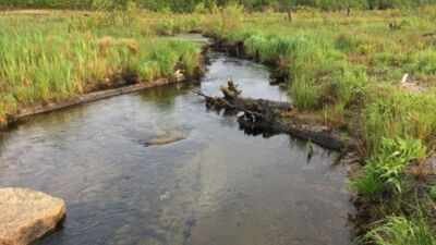 225 acres of wetland was restored, along with 3 miles of streams (Credit: Living Observatory) In 2010, a Massachusetts cranberry farm began returning to wetland; 225 acres and 3 miles of stream were restored, and thousands of migratory fish returned