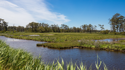 Chincoteague National Wildlife Refuge (Image Credit: Canva) In 2015, a storm flooded and destroyed a Virginia wildlife refuge beach parking lot; now officials are moving it 2.5 miles north so dunes and saltmarsh can reclaim the old site
