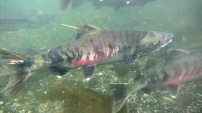 chum salmon Representative image In the early 1990s, fewer than 1,000 threatened chum salmon returned to this Washington watershed; recent returns average 32,600 a year as a $9.7 million river restoration nears completion