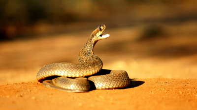 Representative Image (Canva) A 72-year-old man in China cut off a cobra’s head and picked it up five minutes later; it bit his palm, and doctors spent two months saving his hand
