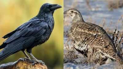 Egg oiling helps protect vulnerable Sage-Grouse by reducing raven numbers. Why wildlife managers are coating raven eggs with nontoxic oil to protect sage-grouse