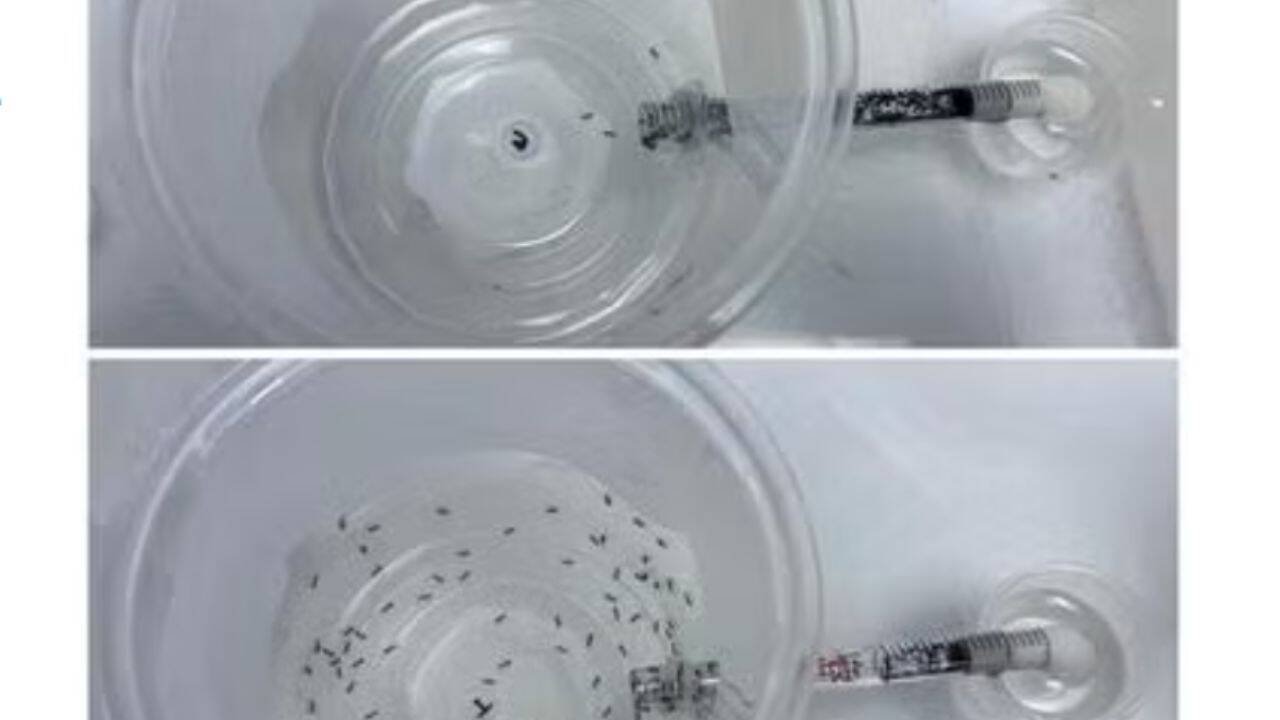 Comparison of ant activity