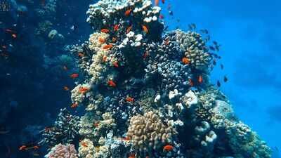 Representative image In 2025, Miami Beach sank 22 concrete cars 20 feet underwater; the surreal traffic jam was built to support 2,200 corals and marine life