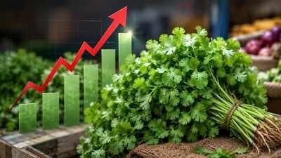 Coriander harvested around Nashik is usually sent first to cold-storage facilities in Indore before being transported to Delhi. Your humble dhaniya is no longer free! Coriander prices rise above Rs 200 kg as heavy rains disrupt supply