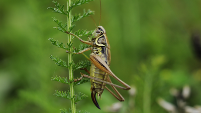 Cricket on a plant (Image Credit: Canva) In 2005, crickets were fertilised aboard the ISS; 112 embryos and larvae were studied, and the microgravity-exposed larvae hatched earlier than ground controls