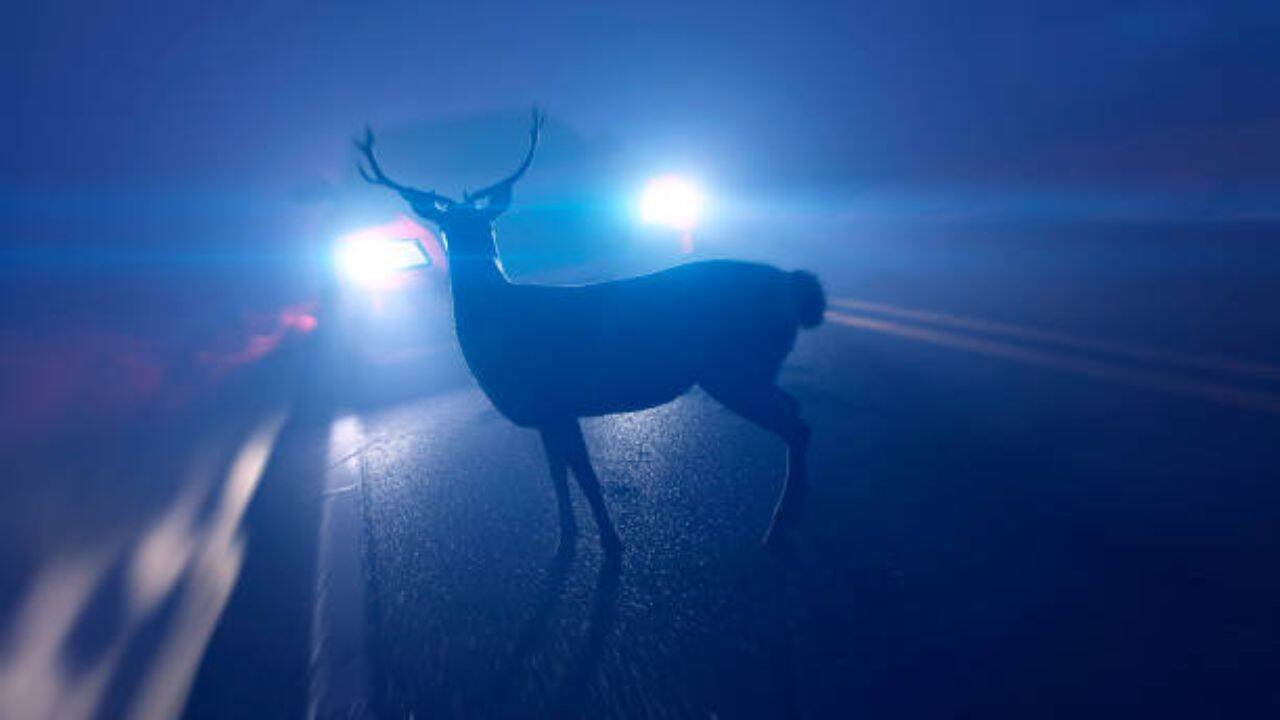 Deer avoid habitats where pumas reside
