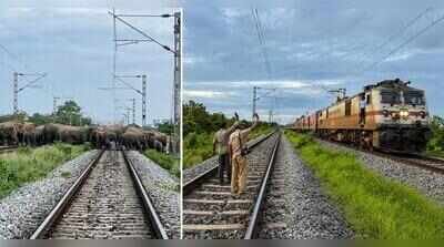 Dibrugarh-Delhi Rajdhani Express halted allowing passage of a herd of about 90 elephants Rajdhani waits for 90 gentle giants, alert forest teams help them cross tracks in Assam’s Hojai