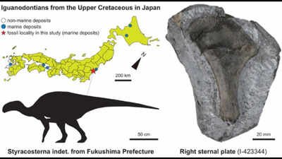 Photo credit: Jstage.jst.go.jp In 1999, a dinosaur bone was found on Japan’s Fukushima coast and left unstudied; in 2026, scientists identified it belonged to a 3-metre iguanodontian that lived 90 million years ago