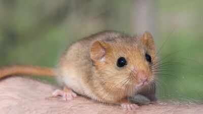 dormouseRepresentative image from Canva In 1902, edible dormice were released at an English estate; by 2018 Britain had an estimated 23,000, and the government now pays £40 per hectare a year to control damage to trees, crops and nesting birds
