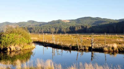 Oregon's Siletz Bay is restoring 37 acres of tidal wetland this summer, digging new channels where more than a century of diking turned marsh into pasture