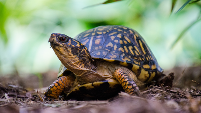 Eastern box turtle (Image Credit: Canva) Smithsonian researchers used X-rays, plastic cups and 216-yard spools of thread to find wild turtle nests; predators raided 13 of 16