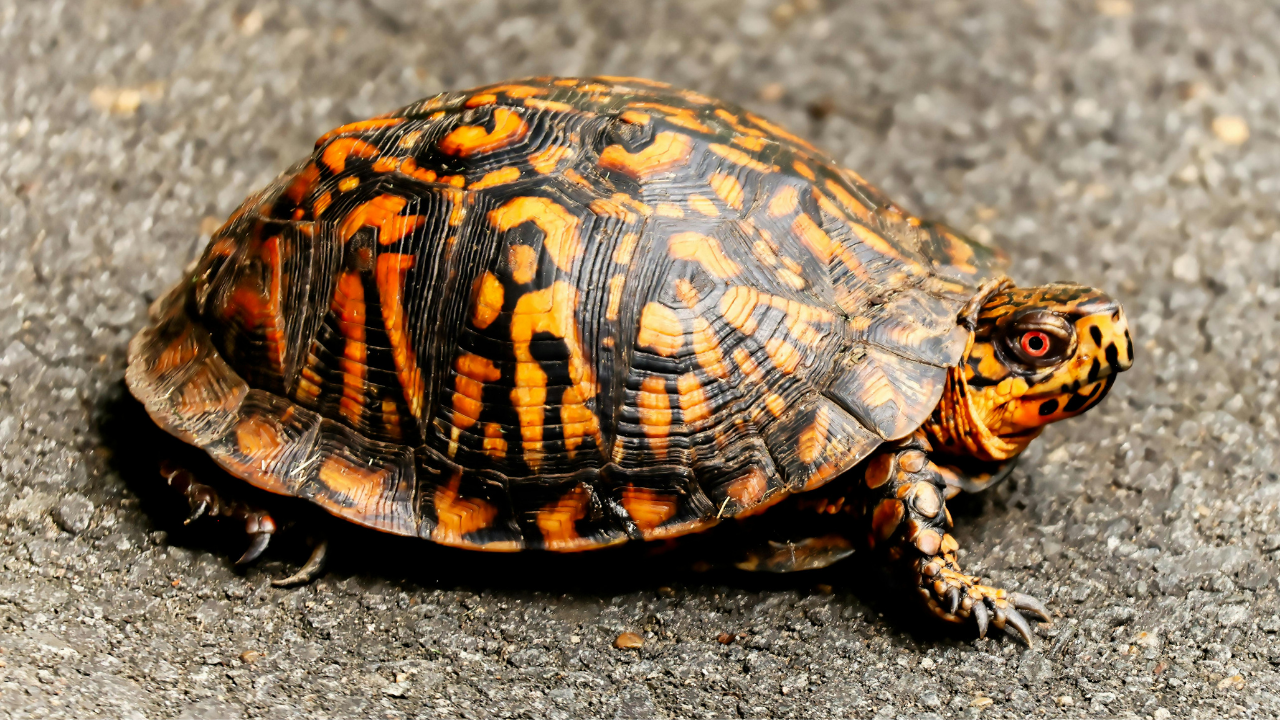 Eastern box turtle<br>